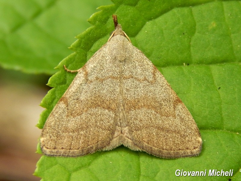 Pechipogo strigilata Erebidae